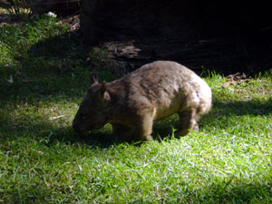 A Wombat