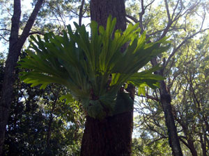 Giant Staghorn Fern