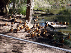 Many Ducks