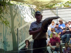 Samson the Monitor Lizard