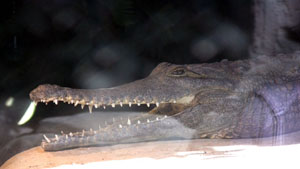 Freshwater Crocodile