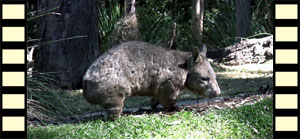 Pacing Wombat