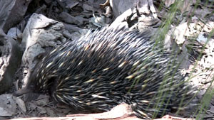 An Echidna