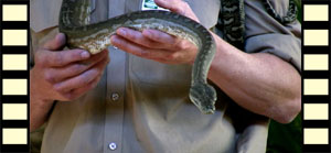 Carpet Python