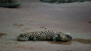 Shingleback, or “Two-Headed” Lizard