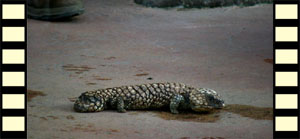 Shingleback, or “Two-Headed” Lizard