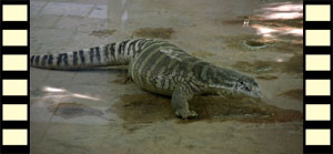 Monitor Lizard