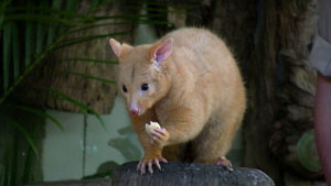 Australian Possum