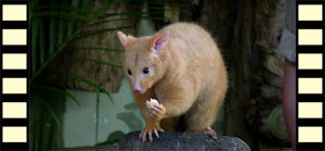 Australian Possum