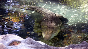 Salt Water Crocodile