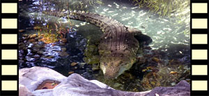 Salt Water Crocodile