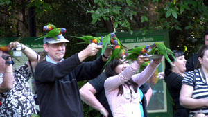 Lorikeet Attack!