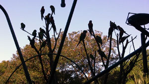 Lorikeets in Tree