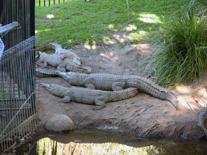 Fresh Water Crocodiles