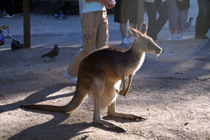 Kangaroo