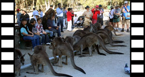 Kangaroo Feeding Time