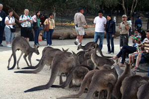 Feasting Kangaroos