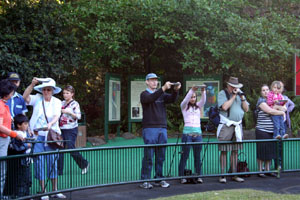 Waiting for Lorikeets