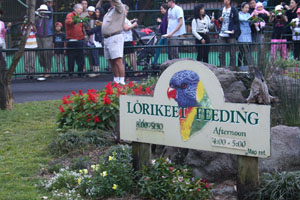 Lorikeet Feeding Sign