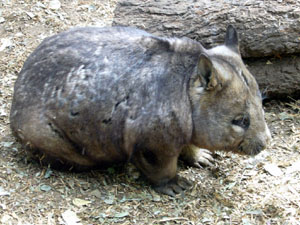 A Wombat