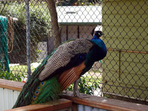 Wandering Peacock