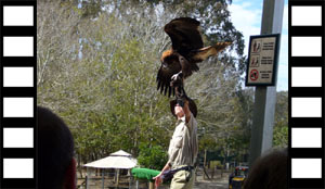 Wedge-Tailed Eagle