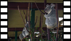 Koalas in Action