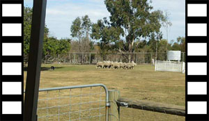 Dogs Herding Sheep