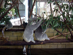 Koalas Eating Leaves