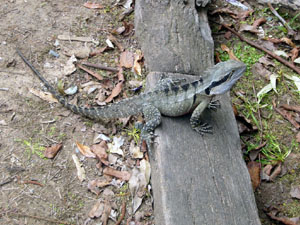 Large Native Lizard