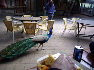 Peacock in Dining Area