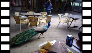 Peacock Patrolling Dining Area