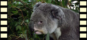 Koala at Lunch