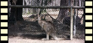 A Wallaby