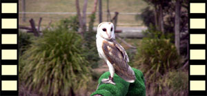 A Barn Owl