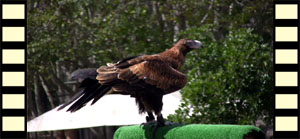 Wedge-Tailed Eagle in Flight