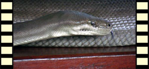 Olive Python