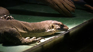 Large Monitor Lizard