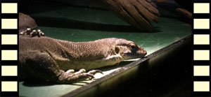 Large Monitor Lizards