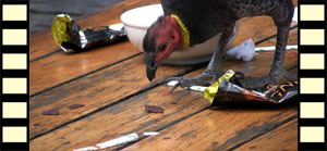 Scavenging Brush-Turkeys