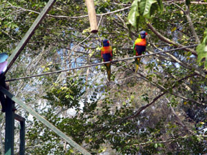 Lorikeets