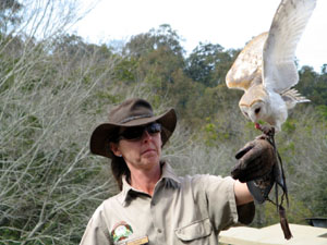 Barn Owl with Handler