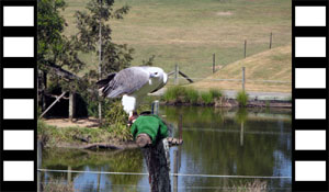 White-Bellied Sea Eagle