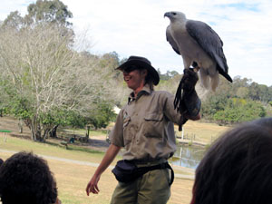 White-Bellied Sea Eagle