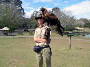 Wedge-Tailed Eagle