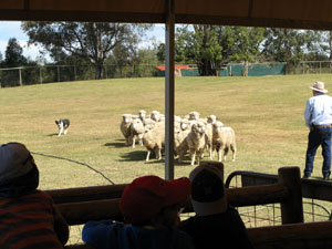 Sheep with Dog and Trainer