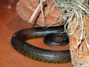 Inland Taipan