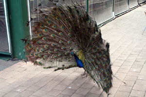 Peacock in Dining Area