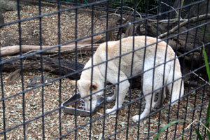 A Dingo