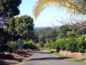 Road into Plantation